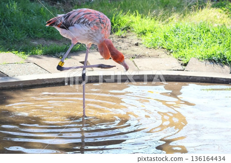 Beni Iro Flamingo Beni Iro Flamingo 136164434