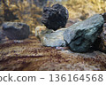 Kochi Prefecture: A black goby trying to hide behind a rock in an aquarium tank is a group of gobies. 136164568