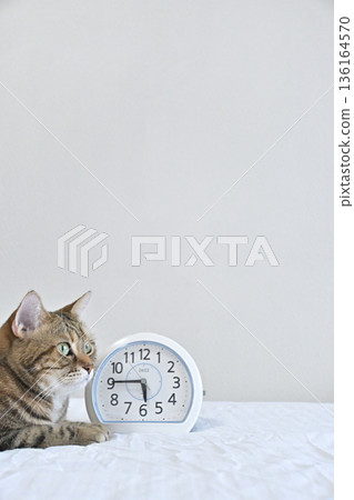 A brown tabby cat and an analog clock to wake you up in the morning Pet routine A brown tabby cat and an analog clock to wake you up in the morning Pet routine 136164570