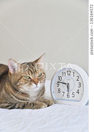 A brown tabby cat and an analog clock to wake you up in the morning Pet routine 136164572