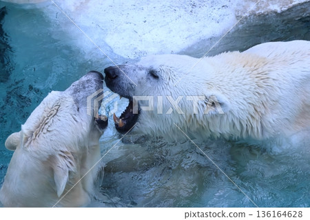Polar bears 136164628