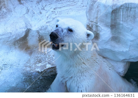 Polar bears 136164631