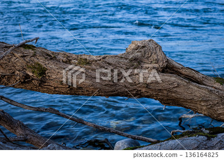Textured Detail of Weathered Trunk Along Quiet Lake Shoreline Textured Detail of Weathered Trunk Along Quiet Lake Shoreline 136164825