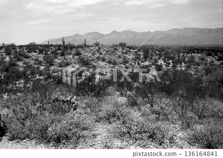 Early Morning Saguaro National Park Early Morning Saguaro National Park 136164841