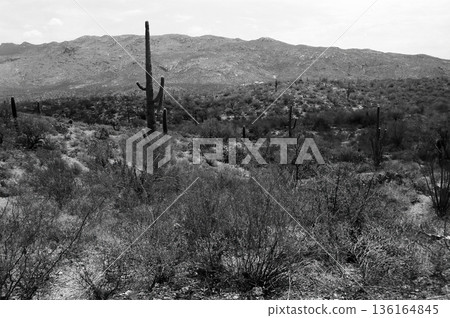 Early Morning Saguaro National Park Early Morning Saguaro National Park 136164845