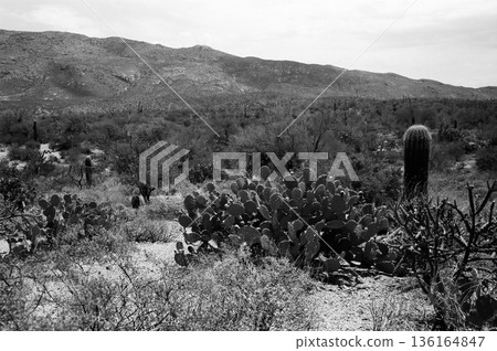 Early Morning Saguaro National Park Early Morning Saguaro National Park 136164847