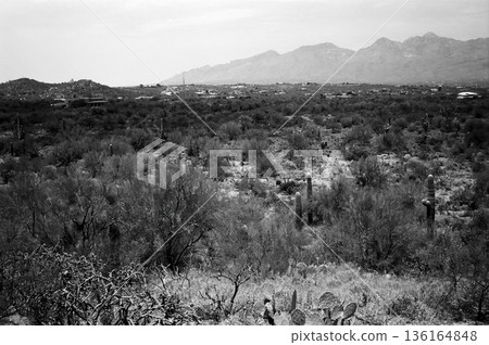 Early Morning Saguaro National Park Early Morning Saguaro National Park 136164848