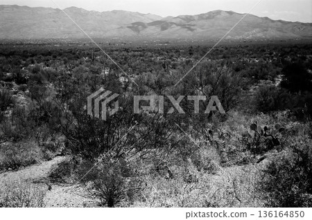 Early Morning Saguaro National Park 136164850