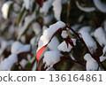 積雪覆蓋的樹葉 136164861