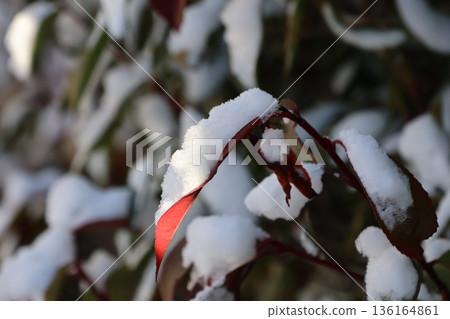 積雪覆蓋的樹葉 136164861