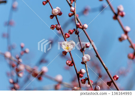 White plum buds and a single flower shining against the blue sky White plum buds and a single flower shining against the blue sky 136164993