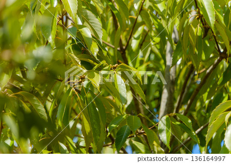 陽光下，鮮嫩的綠葉和小小的果實閃閃發光。 136164997