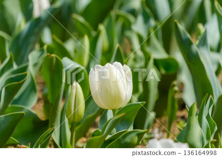 花壇裡一朵潔白的鬱金香優雅地盛開著。 136164998