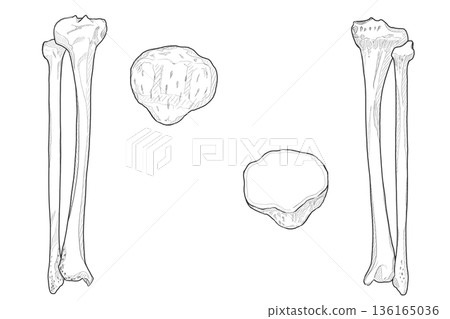 Tibia, fibula, patella Tibia, Fibula, Patella Tibia, fibula, patella Tibia, Fibula, Patella 136165036