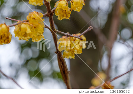 Early spring scenery with the yellow flowers of wintersweet (Wintersweet) in bloom Early spring scenery with the yellow flowers of wintersweet (Wintersweet) in bloom 136165052