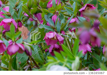 花園裡盛開著深紫色的聖誕玫瑰 136165067