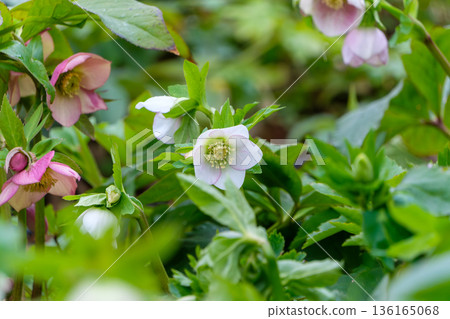 一朵潔白的聖誕玫瑰在春日的陽光下美麗綻放 136165068