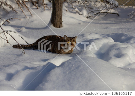 A tabby cat crouched cautiously in the crisp white snow, displaying a focused expression and bright yellow eyes. The cat was searching for prey on a sunny winter day outside. A tabby cat crouched cautiously in the crisp white snow, displaying a focused expression and bright yellow eyes. The cat was searching for prey on a sunny winter day outside. 136165117