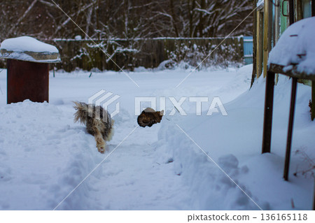 Small shaggy dog is walking through a cleared snow path, approaching a brown tabby cat curled up near a snowdrift in a rural backyard during a cold winter day. 136165118