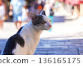 A Curious Cat Observing the Bustling Streets: A Close Look at Feline Grace and Urban Life in a Vibrant Environment 136165175