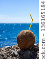A Coconut Sitting on a Rocky Shoreline with a Straw Against a Bright Blue Ocean Horizon 136165184