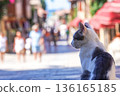 A Serene Cat Observing a Lively Street Scene Filled with People and Colorful Architecture in a Charming Urban Setting 136165185