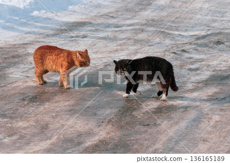 Duel of March Cats 136165189