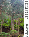 陽光灑滿茂密的雪松林，構成一幅垂直的畫面。 136165336