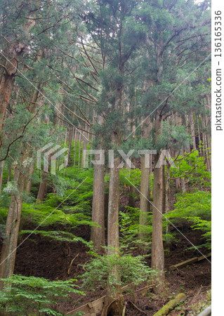 陽光灑滿茂密的雪松林，構成一幅垂直的畫面。 136165336