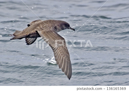 Sooty Shearwater, Puffinus griseus in flight 136165369