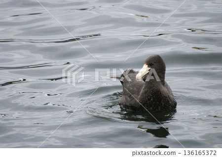 Antarctic or Southern Giant Petrel, Macronectes giganteus Antarctic or Southern Giant Petrel, Macronectes giganteus 136165372