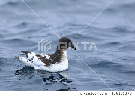 Cape Petrel, Daption capense, on ocean 136165376