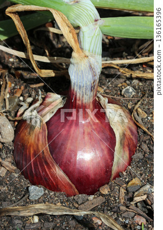 Single red onion in close up in a vegetable garden 136165396