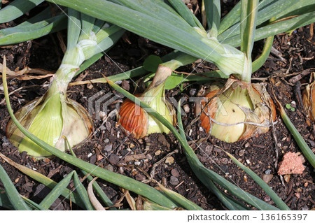 Row of three onions in close up in a vegetable garden 136165397