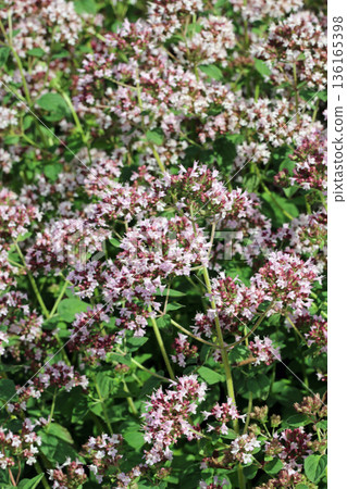 Pink wild marjorum herb flowers in close up Pink wild marjorum herb flowers in close up 136165398