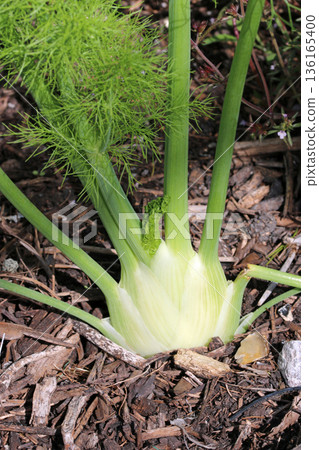 Florence fennel bulb in close up Florence fennel bulb in close up 136165400