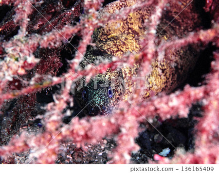 A moray eel peering at us from the other side of the net A moray eel peering at us from the other side of the net 136165409