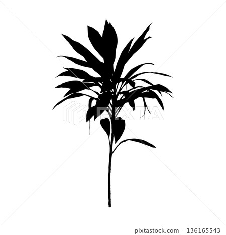 Hawaiian Ti Plant black silhouett Hawaiian Ti Plant black silhouett 136165543