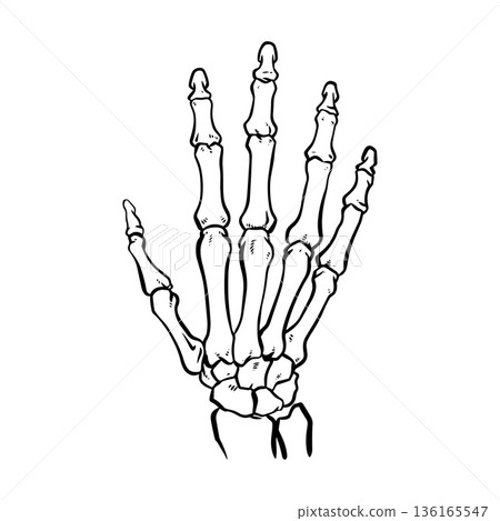 Illustration of human skeleton hand Illustration of human skeleton hand 136165547