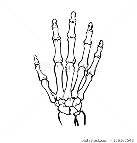 human skeleton hand 136165548