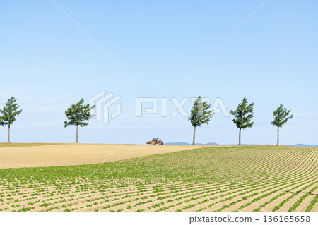 Memanbetsu, Hokkaido - Popular tourist spot - Summer fairy tale hill and tractors at work Memanbetsu, Hokkaido - Popular tourist spot - Summer fairy tale hill and tractors at work 136165658