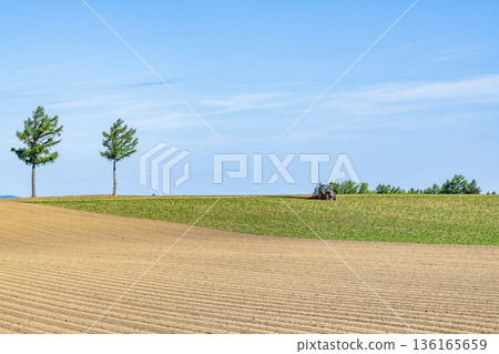 Memanbetsu, Hokkaido - Popular tourist spot - Summer fairy tale hill and tractors at work Memanbetsu, Hokkaido - Popular tourist spot - Summer fairy tale hill and tractors at work 136165659