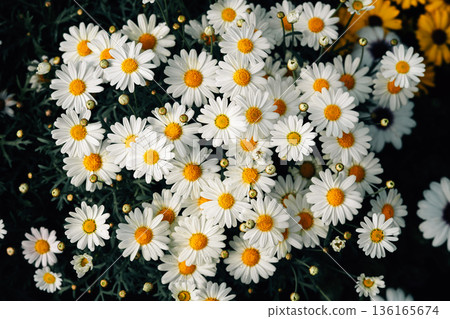 White daisies are blooming; floral pattern, floral background. White daisies are blooming; floral pattern, floral background. 136165674