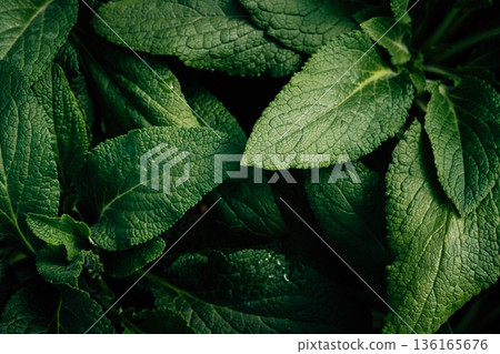 Abstract green leafy images from an angle on a surface and details of green leafy vegetables. Abstract green leafy images from an angle on a surface and details of green leafy vegetables. 136165676