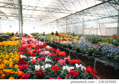 The flower greenhouse is blooming in spring. The flower greenhouse is blooming in spring. 136165680