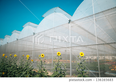 A flower greenhouse viewed from the outside. 136165683