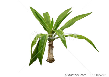 Crinum asiaticum variegated plant Crinum asiaticum variegated plant 136165706