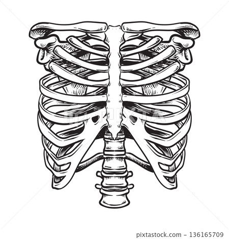 Human skeleton rib cage anatomy 136165709
