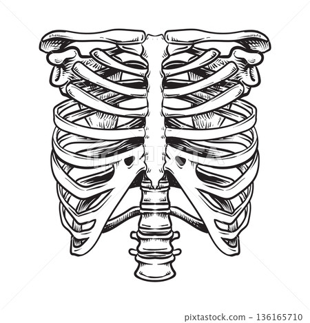 Human skeleton rib cage anatomy 136165710