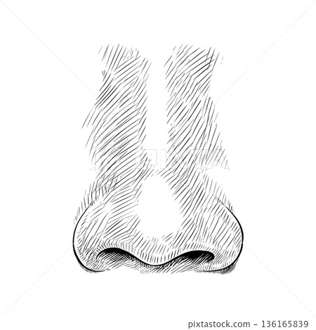 Human nose. Hand drawn illustration 136165839